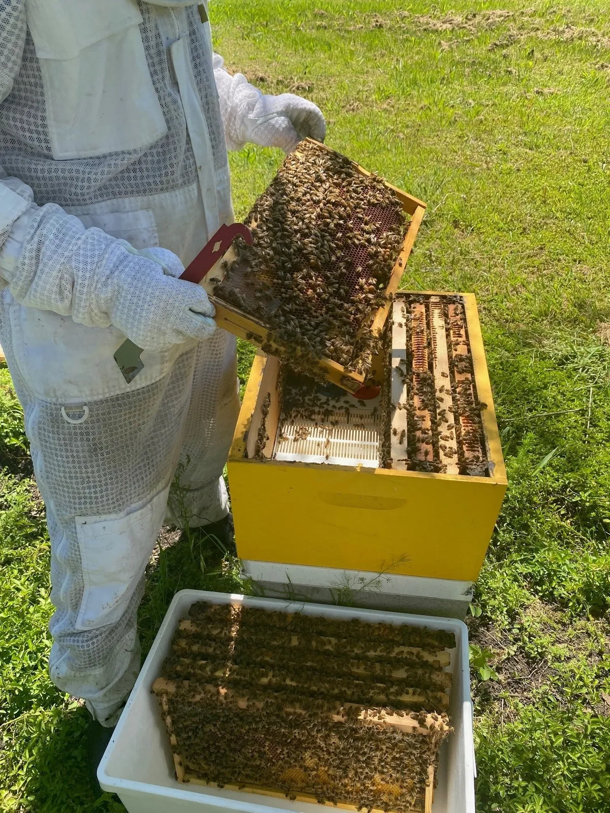 Hive Hosting
